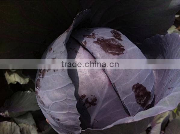 Fresh purple cabbage/price for red cabbage