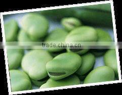 2014 New Broad bean Extract Powder, Broad bean Extract, Broad bean Protein