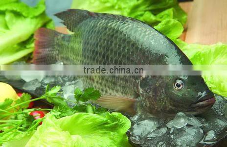 Free steam fish feed pellet extruding machine