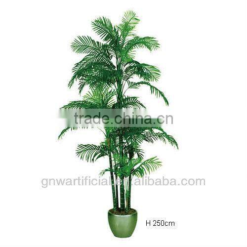 bonsai plant ficus tree indoor GNW G41