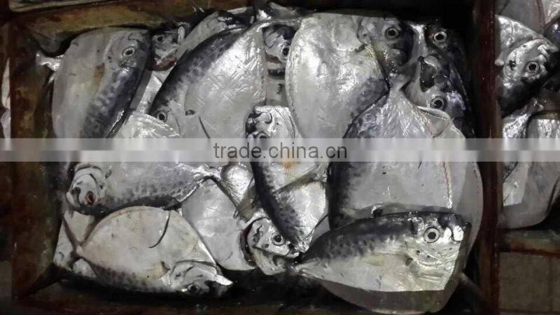 IQF moonfish sea fish on sales