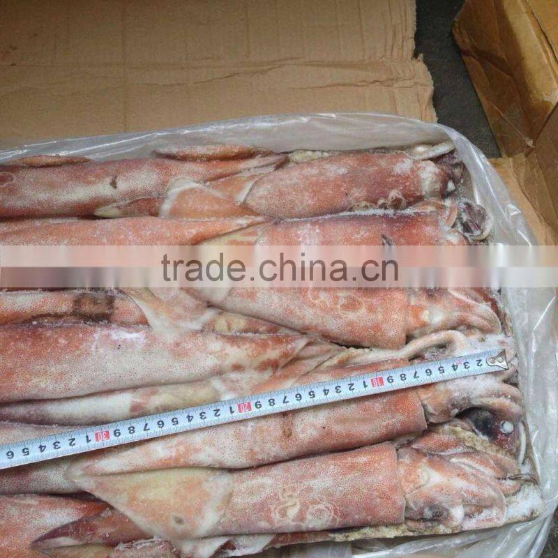 200-300g Frozen Seafood Japanese Flying Squid
