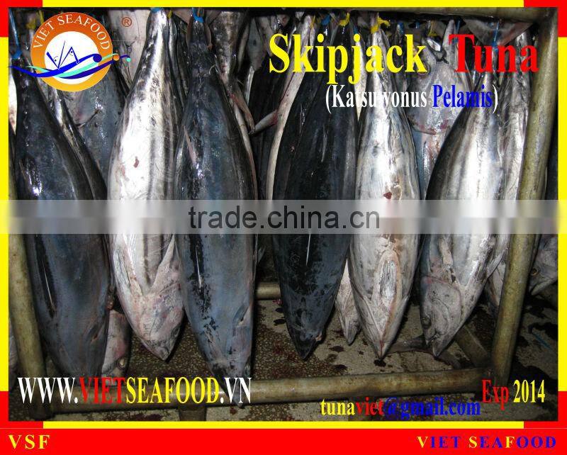 FROZEN WHOLE ROUND SKIPJACK TUNA