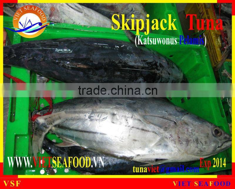 FROZEN W/R SKIPJACK TUNA