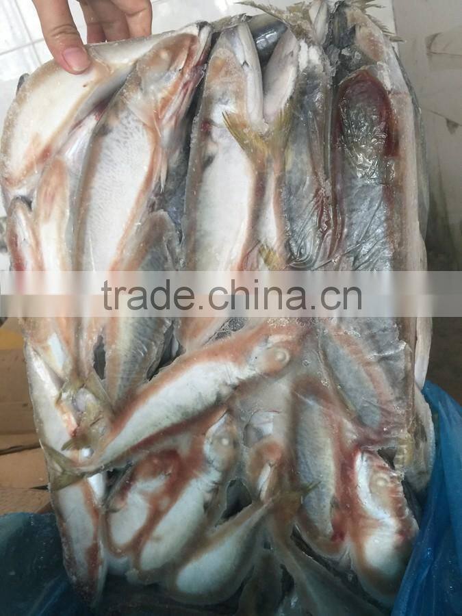 Land frozen fresh BQF size 100-200g pacific mackerel ( scomber japonicus )