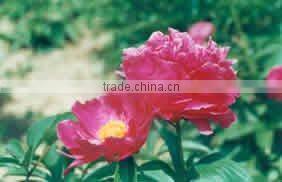 Herbaceous Peony Plant Root Chun Hong Jiao Yan