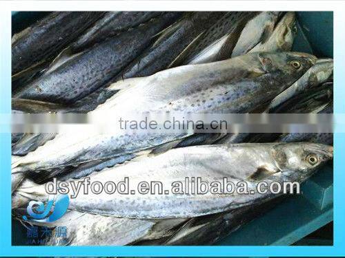 Frozen good quality pacific mackerel fillet