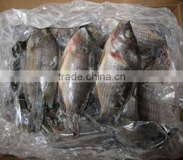 new caught frozen tilapia for fish