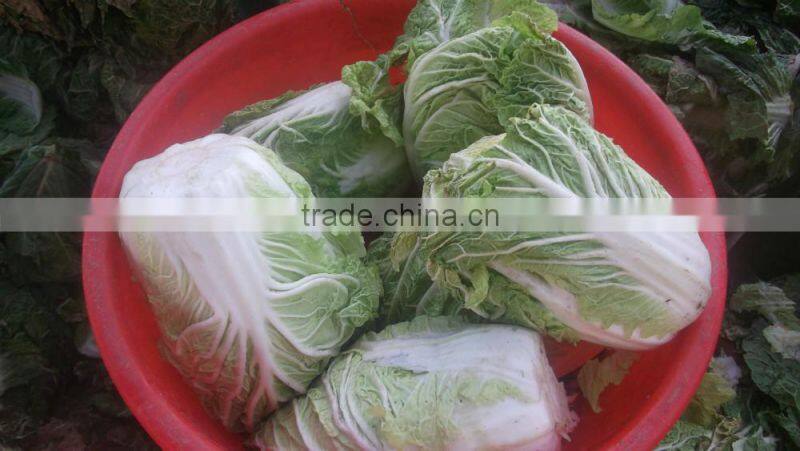 fresh cabbage chinese cabbage chinese beijing cabbage long cabbage