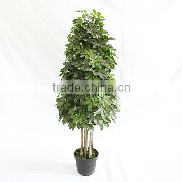 decorative indoor tree plants