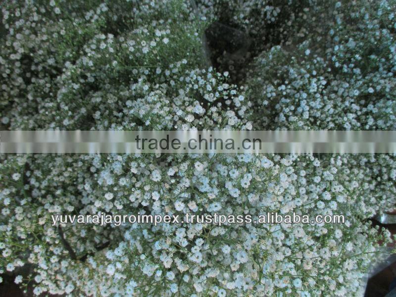Fresh Cut Gypsophila