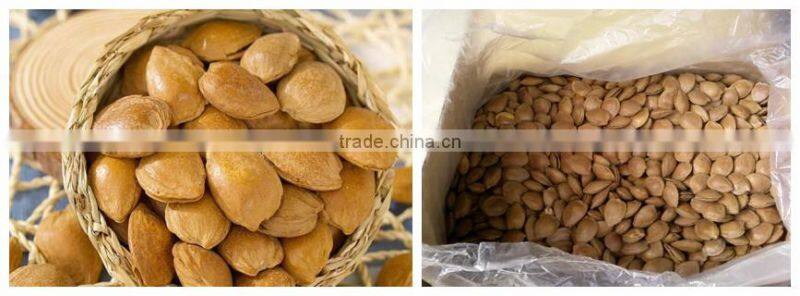 roasted opening apricot pit great snack bulk sale