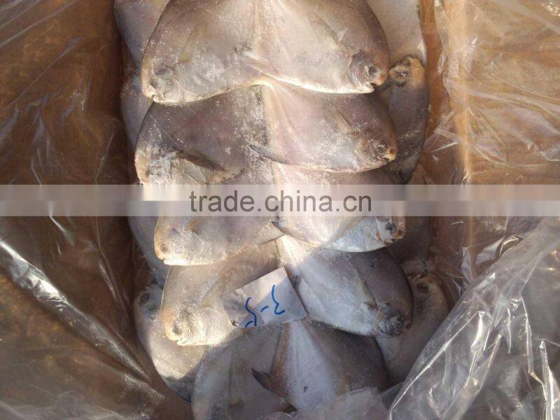 fresh super quality frozen silver pomfret 150-200,200-250g