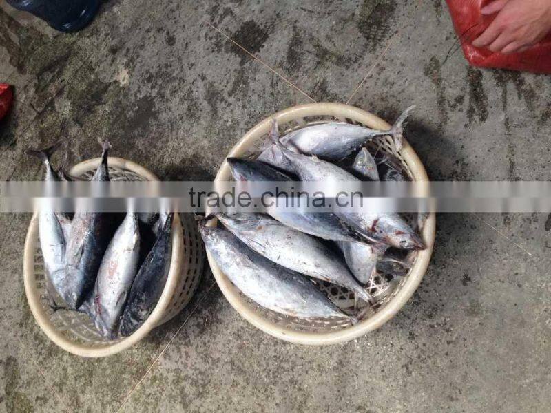 Fresh sea frozen bonito300-500 500-700 750-1000