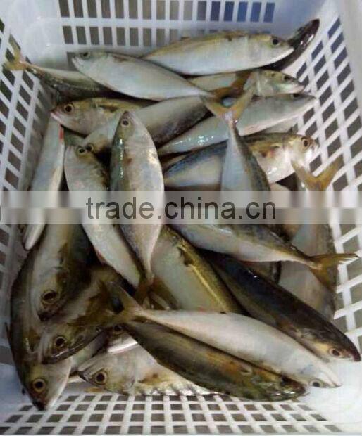 fishing nets sardines indian mackerel