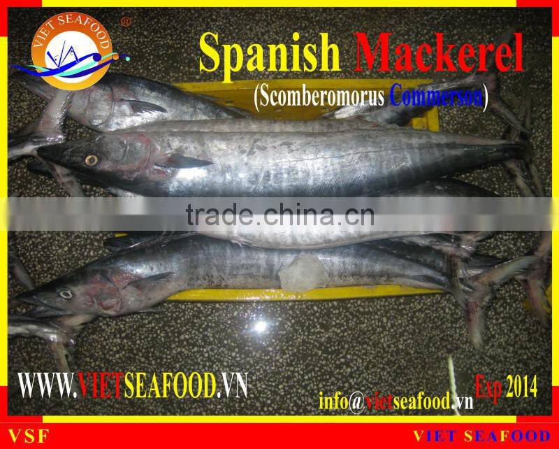 FROZEN SPANISH MACKEREL W/R