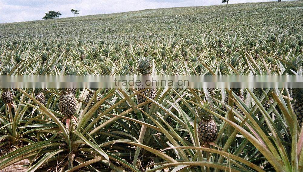 Fresh Yellow Pineapple from Vietnam