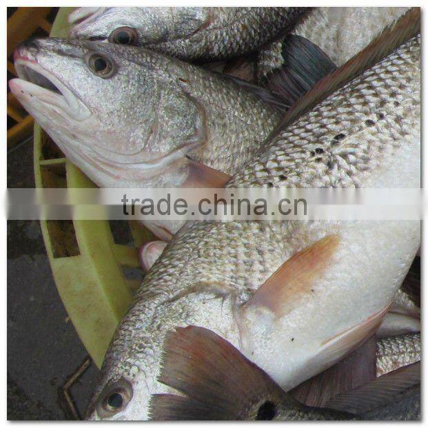 Frozen fresh sciaenops ocellatus fillet