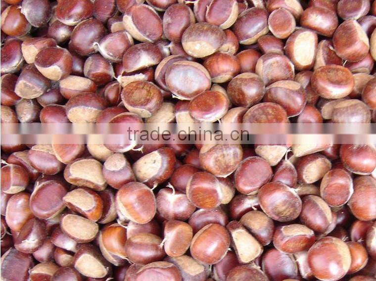 delicious new landing wholesale chestnut for sale