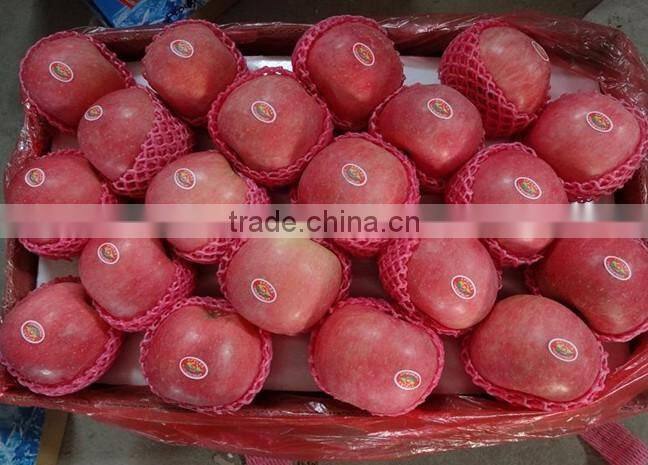Yantai Fresh fuji apple best price exporter in china