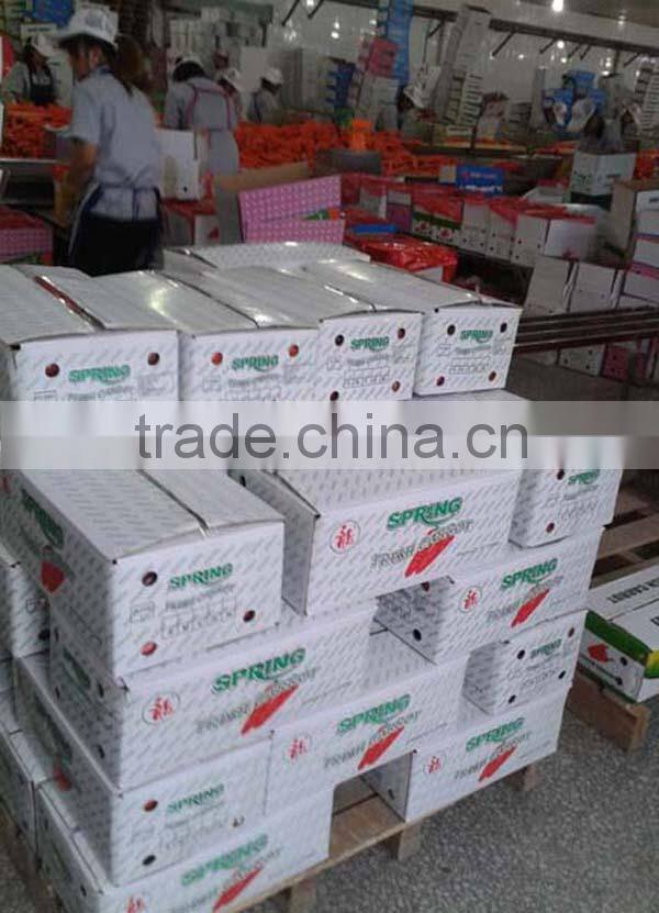 China new crop fresh carrot---hot sale !