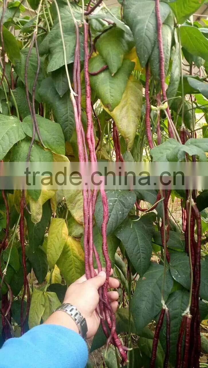 High quality red long bean seeds cowpea seeds for cultivation-Chun qiu 22