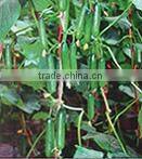 CU05 No.903 f1 hybrid smooth cucumber seeds in vegetable seeds