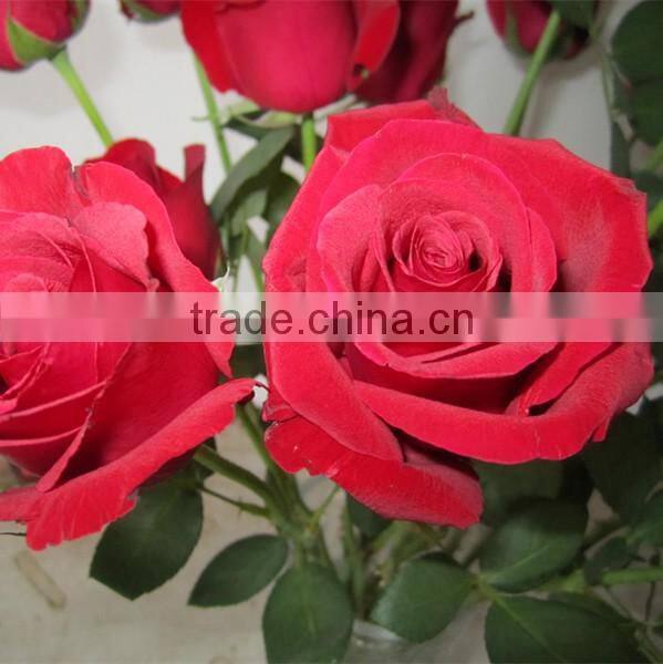 Wholesale fresh cut flower rose plants of various colors
