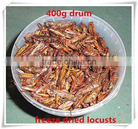 Drum(400g) Packed Freeze Dried Crickets For Wild Bird ;Dried Cricket For Bird