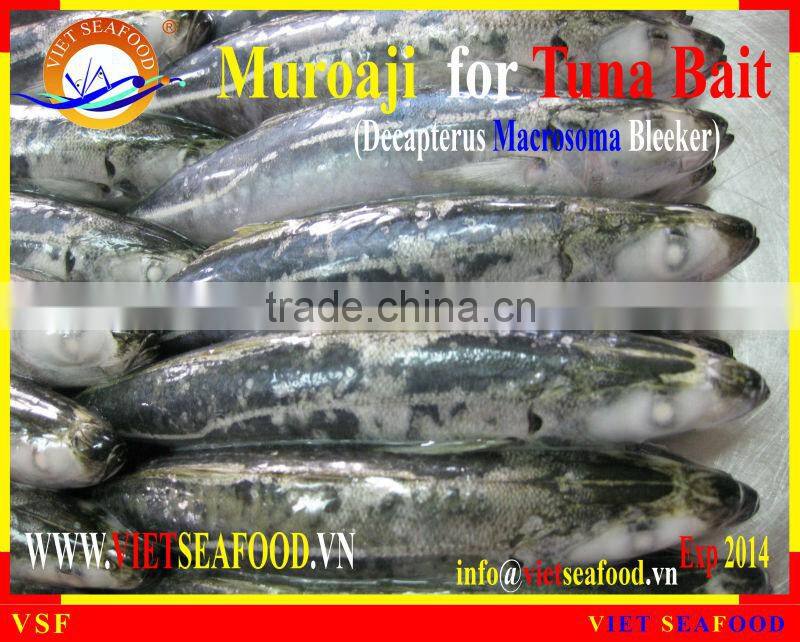 FROZEN W/R MUROAJI FOR TUNA BAIT