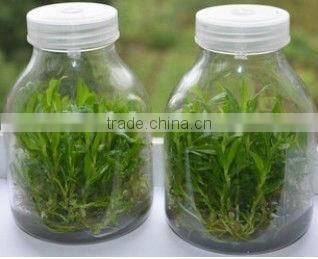 Tissue culture bottle