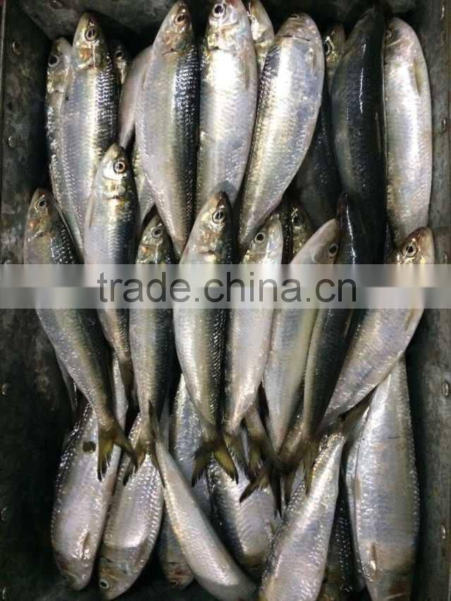 frozen sardine fish