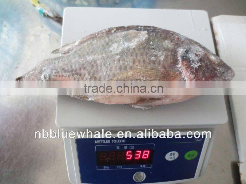 Fresh water black tilapia, IQF Tilapia Fillets