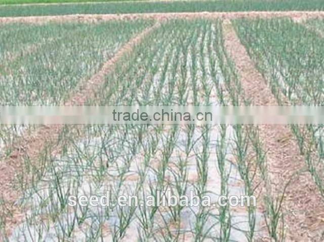 new bred red onion seeds SXO No.1