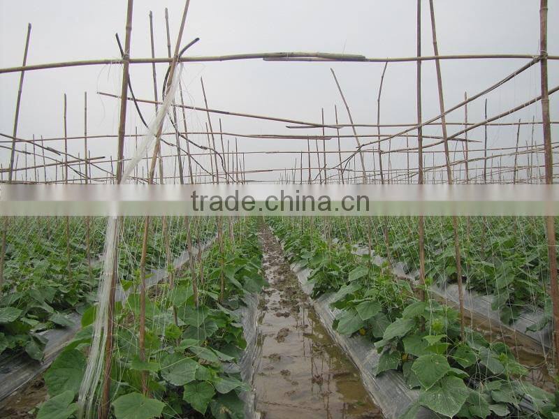 Mixed cherry tomatoes and cucumber 3-6 cm in 720ml jars