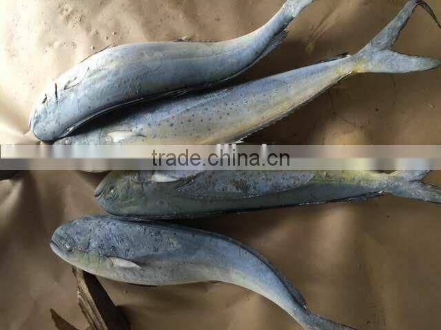seafrozen whole round mahi mahi fish exporter for sale