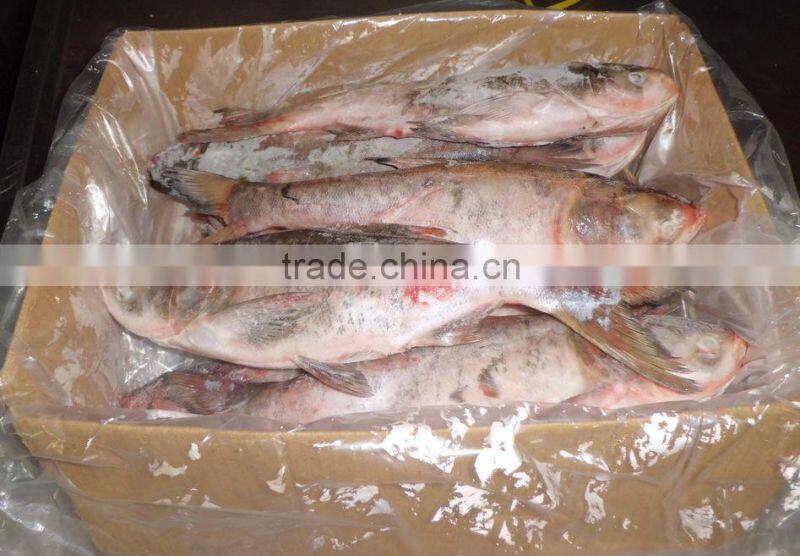 Frozen Asian carp
