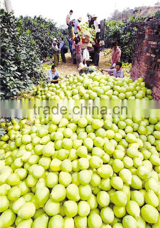 white flesh pomelo