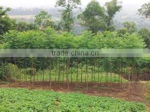 Jacaranda mimosifolia