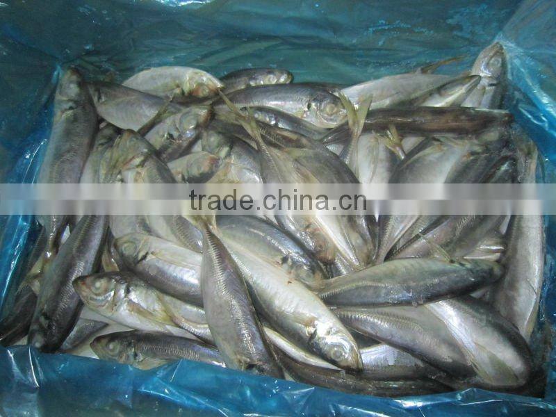 100-150g frozen horse mackerel fish