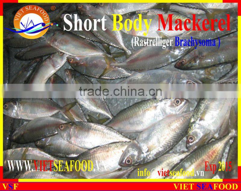 FROZEN SHORT BODY MACKEREL WHOLE ROUND