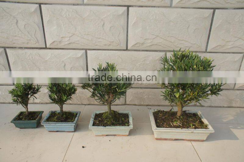 Indoor Bonsai Podocarpus Macrophyllus for Decoration ball shape
