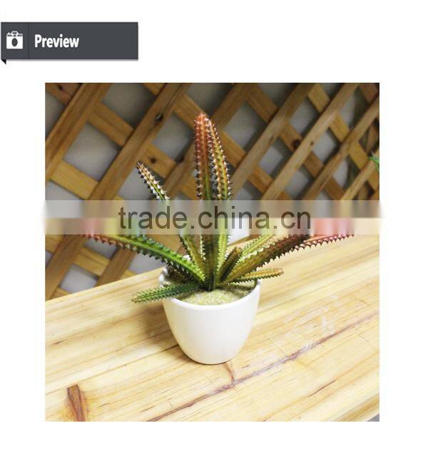 mini potted succulents flowering succulent plants preserved mini succulent plants bonsai