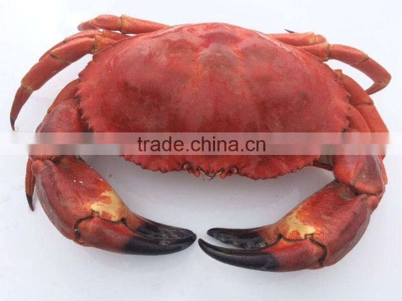 EDIBLE CRAB, RED STONE CRAB