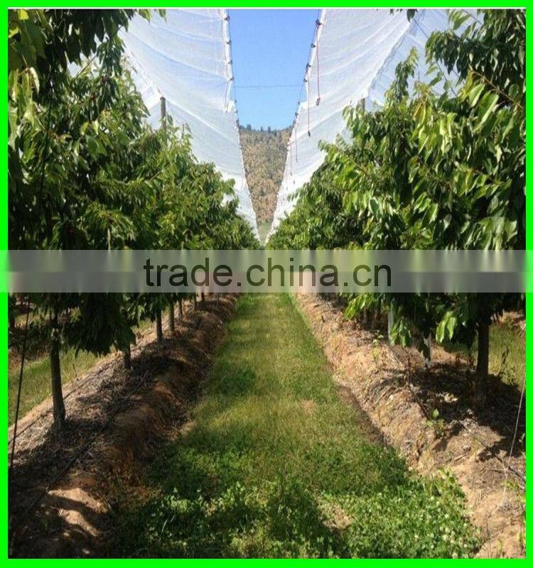 100% virgin with UV treated woven transparent pe cover,cherry anti acid protection cover