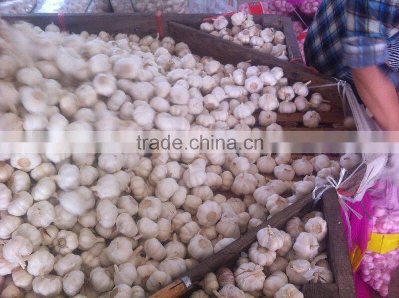 China Red Garlic Price Store Garlic