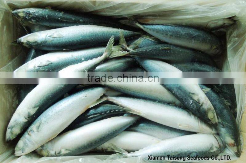 Pacific Mackerel Fish Whole Deep Frozen