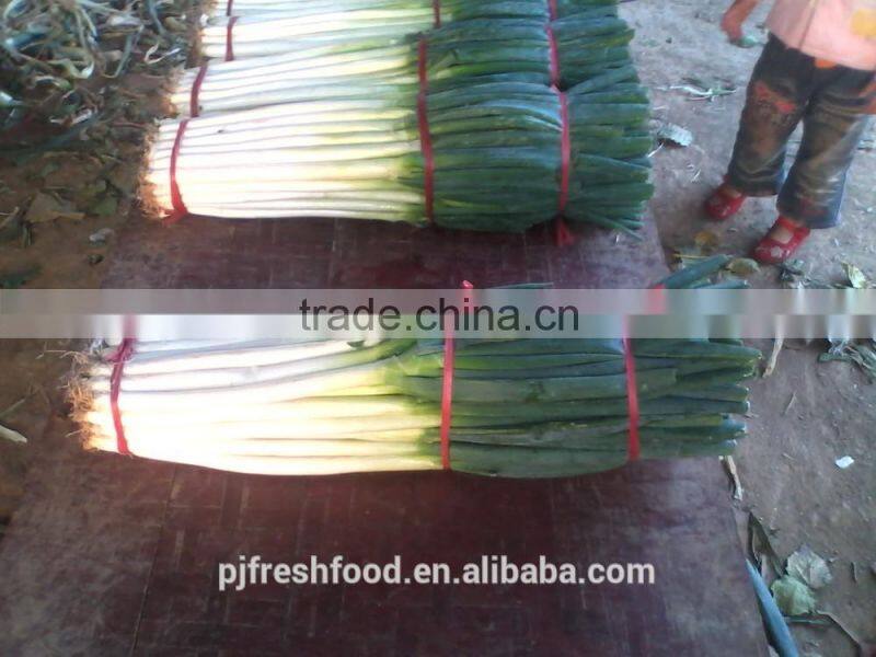 Fresh Onion Long Type Green Onion