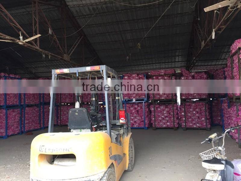 Pure white garlic (snow white garlic, super white garlic)