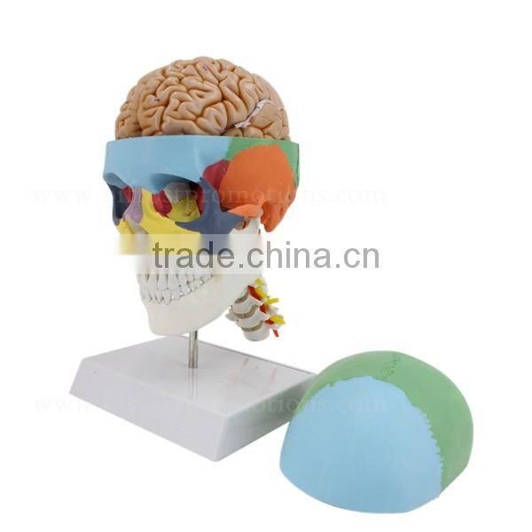 Vivid Human Body Anatomy Bone Plastic Skull Model